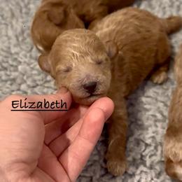 Elizabeth - Apricot female Poodle puppy in Lake Ann, Michigan from Riyem Wildflower Farms