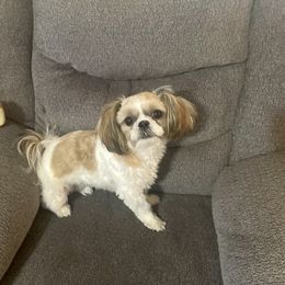 "Little girl from our first litter" Shih Tzu All Grown Up from Between The Creeks Farmstead