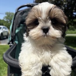 Boy 1 - Tricolor male Shih Tzu puppy in Wooster, Ohio from Mending Hearts Shih Tzu's