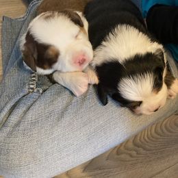 Miniature Australian Shepherd Puppies from Liberty Luck Mini Aussies