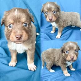 Red tri male - Red tri male Toy Australian Shepherd puppy in Brooker, Florida from Honey, I Shrunk the Aussies