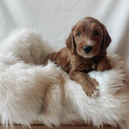 Phoebe - Red  female Goldendoodle puppy in Bellevue, Iowa from River Town Doodles