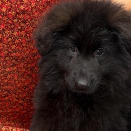 Turquoise - Black male German Shepherd puppy in Aledo, Texas from OakSong German Shepherd Dogs