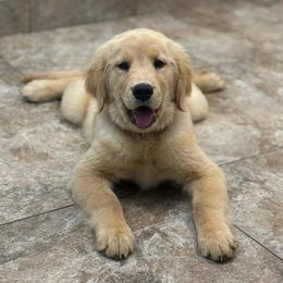 Tokyo - Golden female Golden Retriever puppy in Phoenix, Arizona from Star Raised Goldens