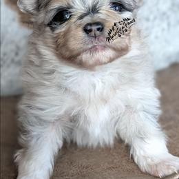 Osiris - Tri-colored male Pomeranian puppy in Granby, Colorado from Marostica Paws