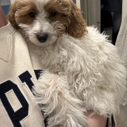 Aussiedoodle All Grown Up from Iron Doodles