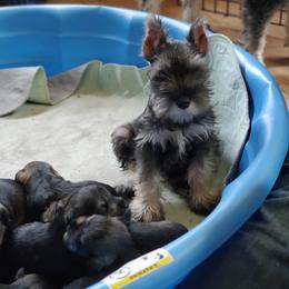 Miniature Schnauzer All Grown Up from Kathy's Mini Schnazuers