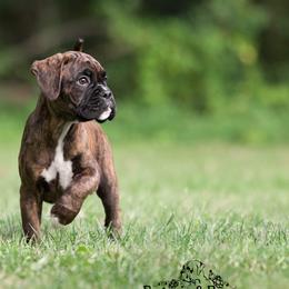Red - Brindle male Boxer puppy in Catlett, Virginia from Honey and Coal Kennels