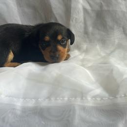 Max - Black and tan male Dachshund puppy in Colonial Heights, Virginia from Mimi’s Doxies