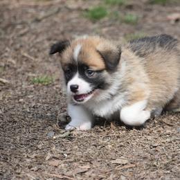 Yellow collar, girl - Red female Pembroke Welsh Corgi puppy in Hayes, Virginia from Gainesfield Labradors and Pembroke Welsh Corgis