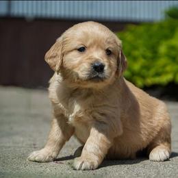Violet - Golden female Golden Retriever puppy in Saint Joe, Indiana from Golden Acres Farm