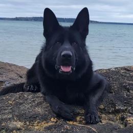 Ruger Noble G.S of Maine - German Shepherd