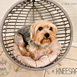 Kneesaa - Yorkshire Terrier