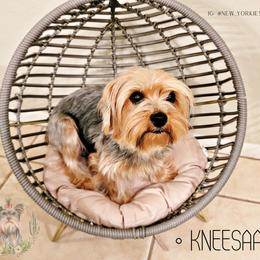 Kneesaa - Yorkshire Terrier