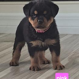 Dark pink girl - Black and mahogany female Rottweiler puppy in Lake City, Florida from Haus Der Wut Kennels