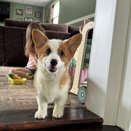 21 Black Collar - Sable female Pembroke Welsh Corgi puppy in Port Republic, Maryland from Bestfurends