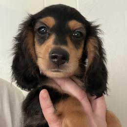 Cinna - Black and cream male Dachshund puppy in Hazlehurst, Georgia from DrakeFire Dachshunds
