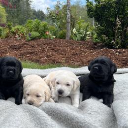 Labrador Retriever Puppies from Mayfield Farm