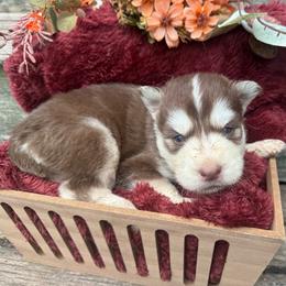 Dexter - Red and white male Siberian Husky puppy in Ravena, New York from Osiris’s Siberians & Pomskies
