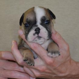 Carly - Fawn and brindle female Bulldog puppy in Clarinda, Iowa from Stimson Bulldogs