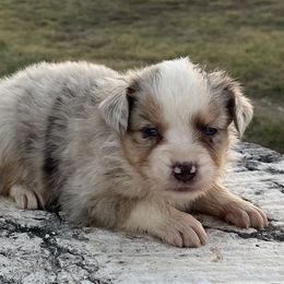 Tilly - Red merle female Miniature Australian Shepherd puppy in Godley, Texas from Nana and Paws Aussies