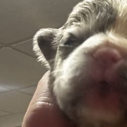 French Bulldogs from Funny Farm Boston's & French Bulldog's