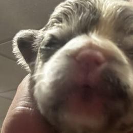 French Bulldogs from Funny Farm Boston's & French Bulldog's