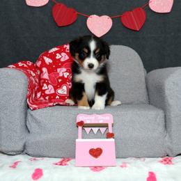 Luna - Black tri female Miniature American Shepherd puppy in Kalama, Washington from Lone Pine Miniature American Shepherds