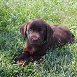 Nettles - Chocolate male Labrador Retriever puppy in Camden, Indiana from Camden's Caring Canines