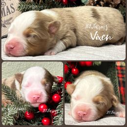 (3) Vixen, RMM - Red merle male Miniature American Shepherd puppy in Huntington, Texas from JKKJ Farms