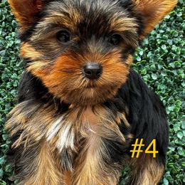Yorkshire Terrier Puppies from TX Yorkies