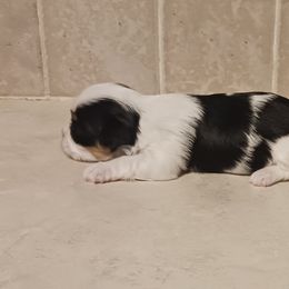 Biewer Terrier and Yorkshire Terrier Puppies from Cynthia's Biewer Puppies