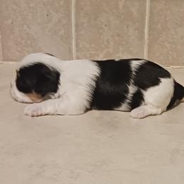 Biewer Terrier and Yorkshire Terrier Puppies from Cynthia's Biewer Puppies