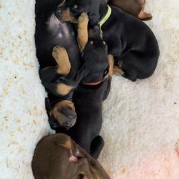 Green - Black and rust male Doberman Pinscher puppy in Medina, Tennessee from Valorosa Doberman Kennel