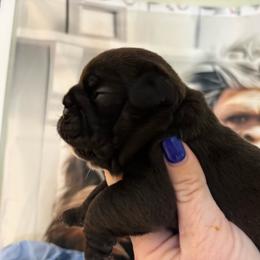King - Black tri-color male Bulldog puppy in Wolf Creek, Oregon from Dejah Bleu Bulldogs