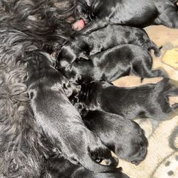Girl 3 - Black female Giant Schnauzer puppy in Mcneal, Arizona from Olympian Giant Schnauzers and Westie’s!