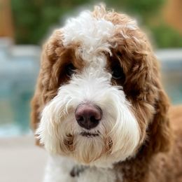 Teddy - Australian Labradoodle