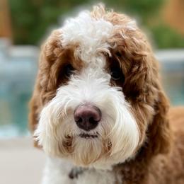 Teddy - Australian Labradoodle
