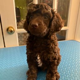 Pabbie - Brown male Poodle puppy in Huntsville, Alabama from Flint River Poodles