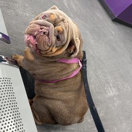 Bear - Bulldog