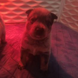 Freya - Blue female Australian Cattle Dog puppy in Morton, Illinois from KT Ranch ACDs