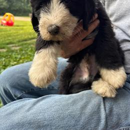 Grey - Black and white male Sheepadoodle puppy in Eleva, Wisconsin from Molly’s Doodles