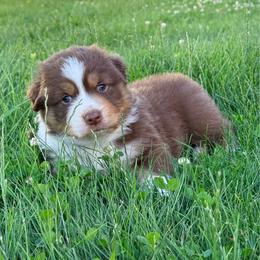 Larry - Red tri-color male Australian Shepherd puppy in Ashland, Ohio from SS Australian Shepherds