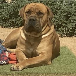 Thor  - Boerboel