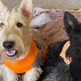 Scottish Terriers from Crawford’s Kennel