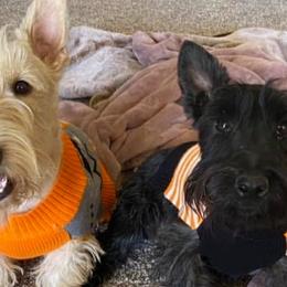 Scottish Terriers from Crawford’s Kennel