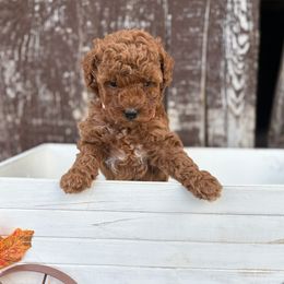 Cherry - Red  female Poodle puppy in Huntington, Utah from Krispydoodle