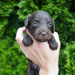 Girl 2 - Brown female Cockapoo puppy in Shipshewana, Indiana from Home Raised Cockapoos