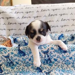 Maple - Black and white female Chihuahua puppy in Brook Park, Minnesota from Northstar Chihuahuas