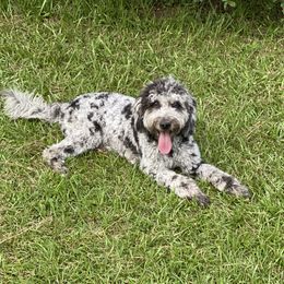 Luna - Goldendoodle
